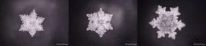 Drie waterkristallen gefotografeerd door het labo van Masaru Emoto na contact met Penta Power Tags — symmetrische hexagonale structuren als bewijs van het harmoniserend veld