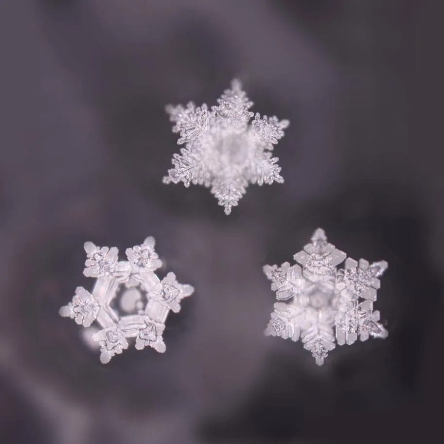 Het officiële Emoto Label — toegekend aan Penta Power als zeldzame uitzondering wereldwijd voor stralings-transformerende technologie
