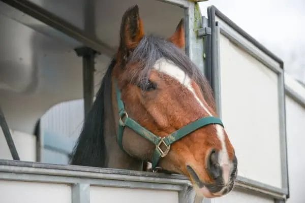 Van pour chevaux