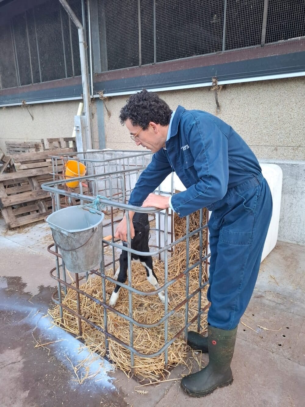 Lode Denecker with a calf in the barn on a farm